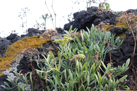 Crithmum maritimum / finocchio di mare